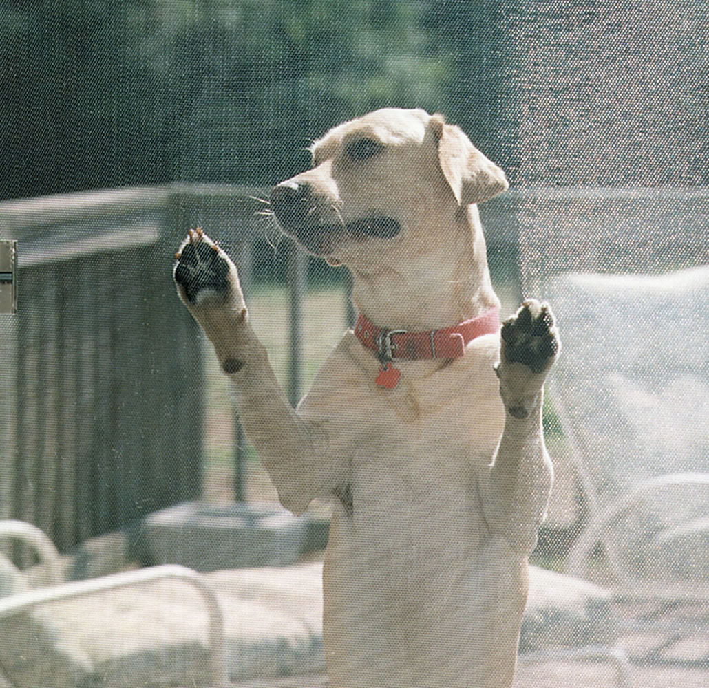 Phifer Wire Products
A dog leans against a pet-resistant &quot;Pet Screen,&quot; a product offered by Phifer Wire. The screen, made of a vinyl-coated polyester, resists damage caused by pets.