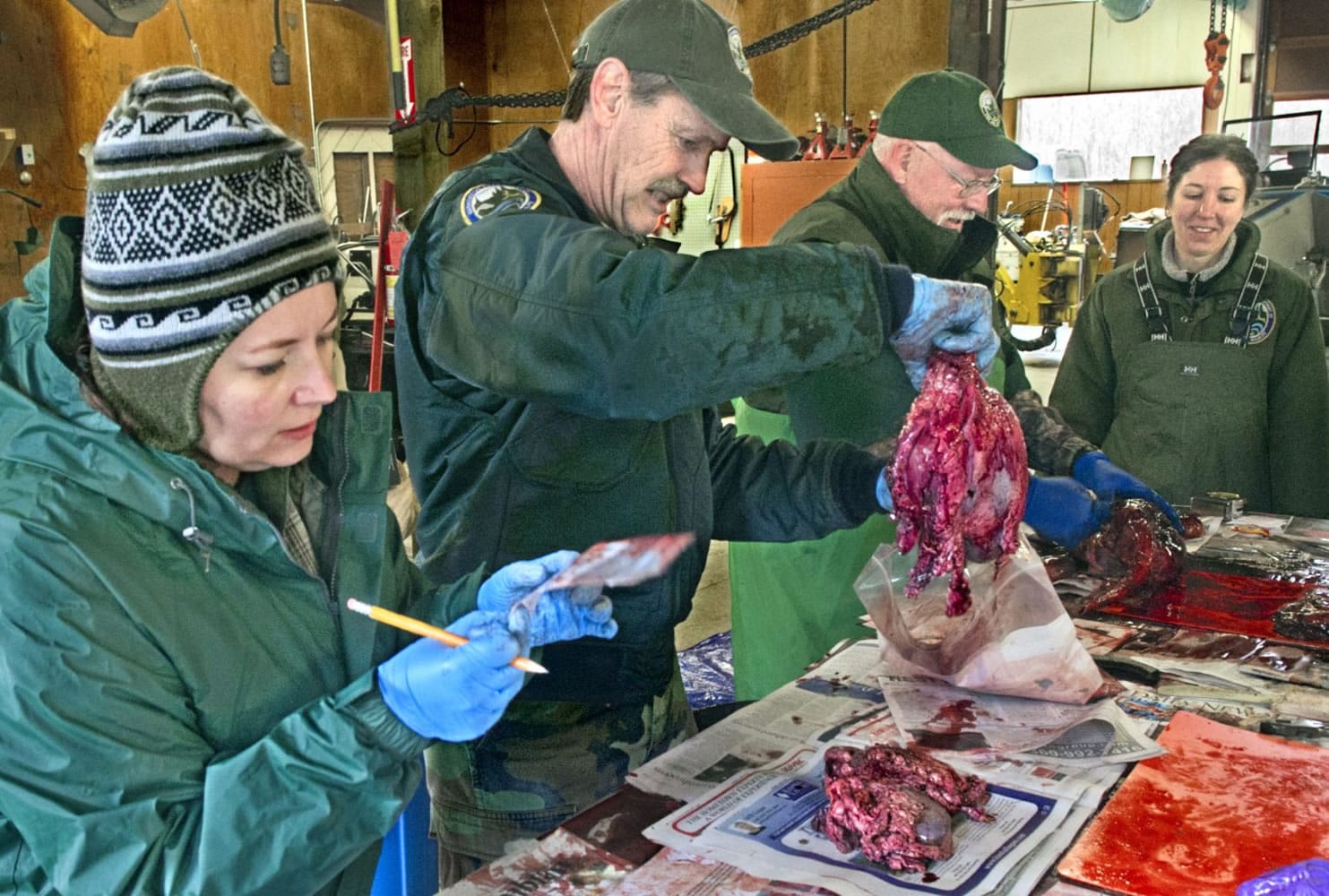 Scott McCorquodale, statewide deer and elk specialist, examines an elk heart for fat content.