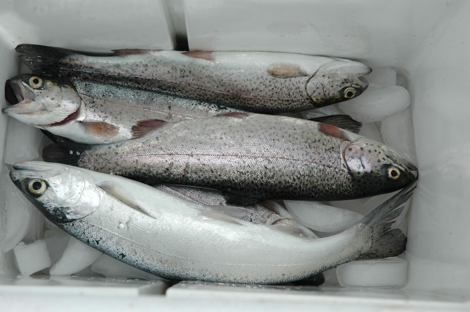 The landlocked coho, at bottom, has a larger eye and a different look than the rainbow trout.