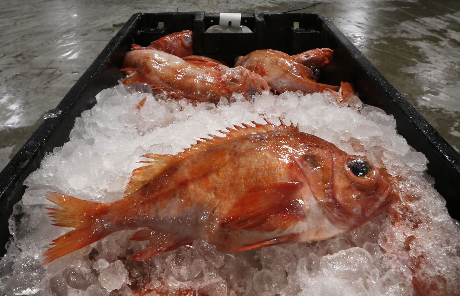 Redfish are displayed at the Portland Fish Exchange in Portland, Maine. Fishermen are starting to adapt more quickly to changing fish stocks in ocean and market new species based on what is available. (Robert F.