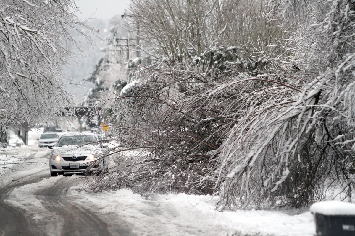 Cars try to negotiate around downed trees Thursday on Maple Lane in Kent.
