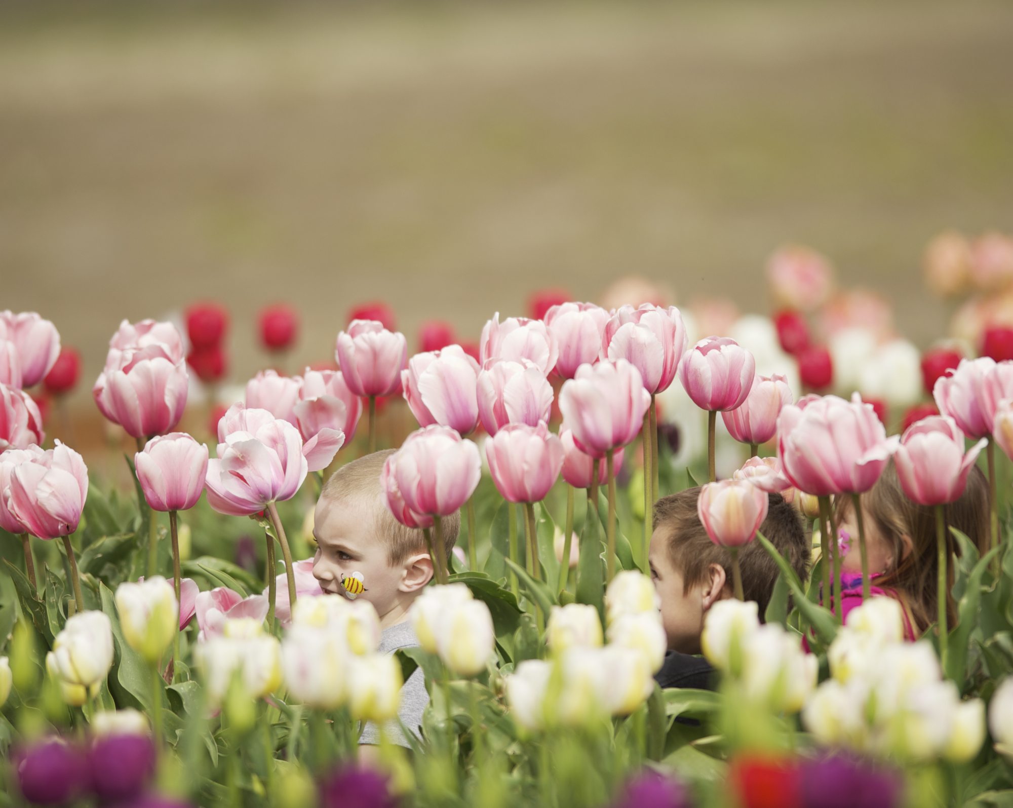 Visitors enjoy tulips at Holland America Bulb Farm in Woodland.