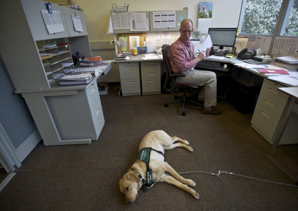 Mike Githens checks on Kaya, a guide dog in training, while he works at the offices of the Fort Vancouver Library District on Friday.