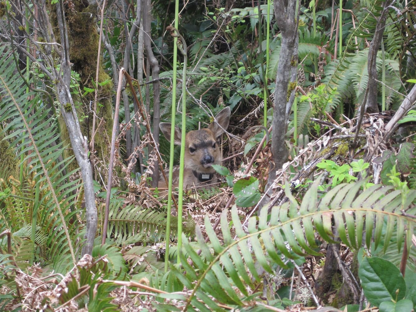 A blacktail deer fawn captured in May of 2010 in the Washougal unit as part of the Western Washington study.