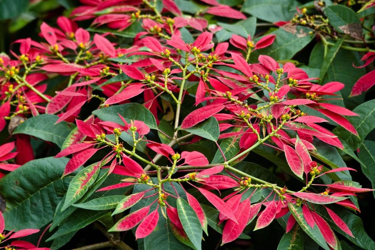 In its wild-growing manifestation, Euphorbia pulcherrima -- better known as poinsettia -- is a far cry from the intensively cultivated varieties popular at Christmas.