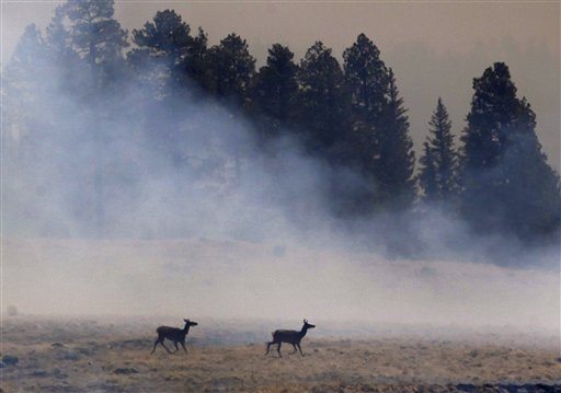 Two elk walk through smoke from a burnout fire as firefighters battle the Wallow Fire in the Apache-Sitgreaves National Forest, Ariz., Sunday, June 12, 2011. The roughly 7,000 residents of two eastern Arizona towns evacuated last week, were allowed to return home Sunday as officials expressed confidence that they were making progress in their battle against the huge blaze that has been burning since May. (AP Photo/Jae C.