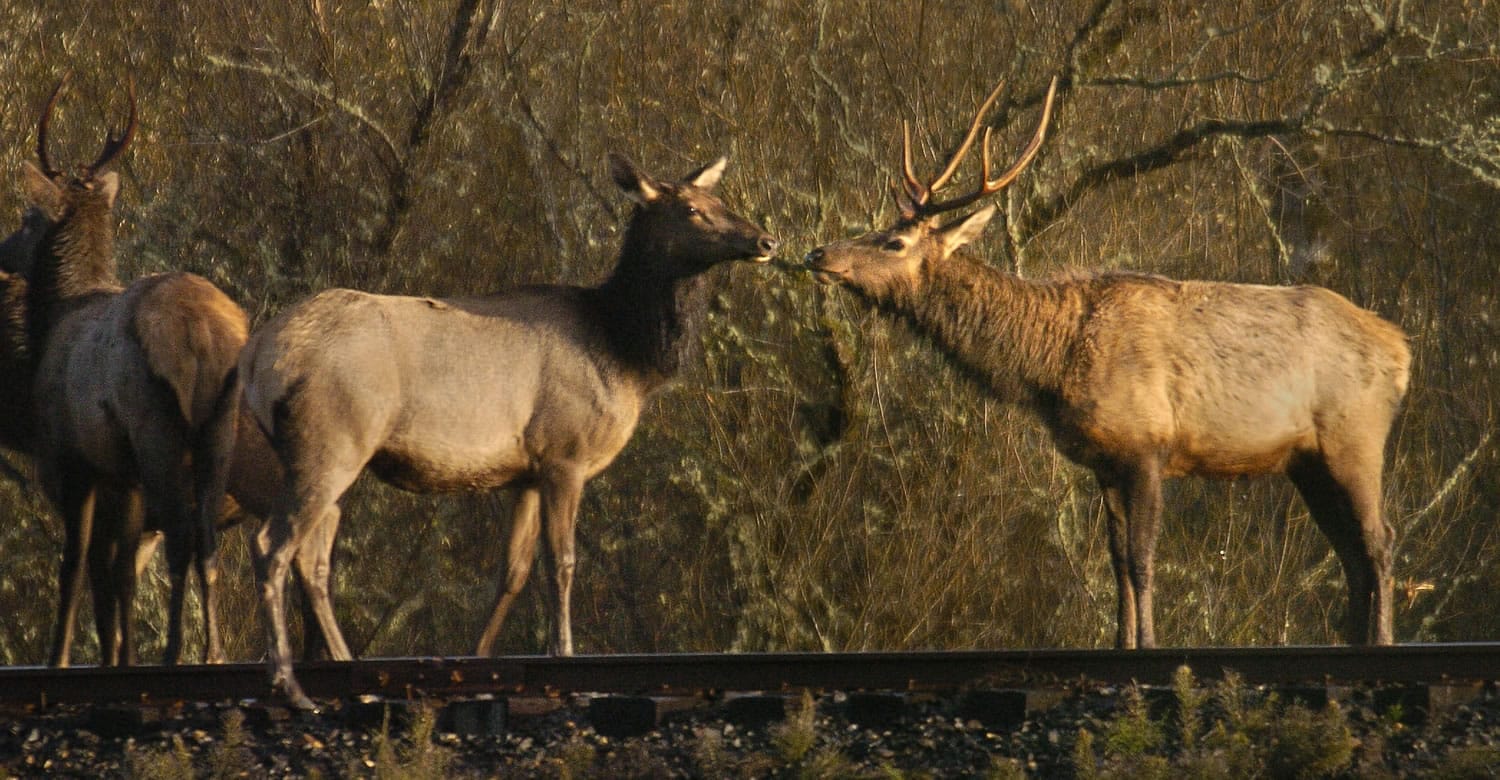 Elk hunters in Western Washington will get a 12th day added to the modern firearms season this November.