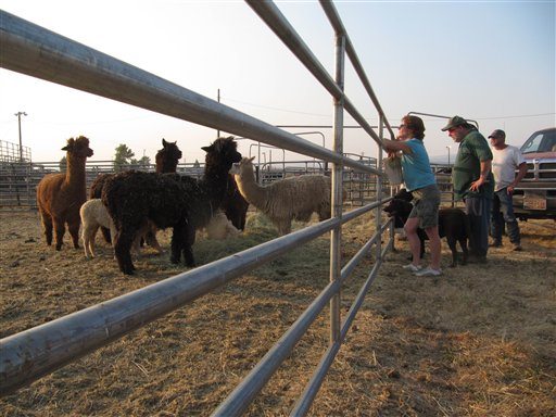 Peter Pelletier, center, evaluates the condition of his alpacas with two volunteers, Lynn Masters and Ted Hoff, at the Klickitat County Fairgrounds, Friday, Sept. 9, 2011, in Goldendale, Wash Pelletier was forced to evacuate his home and the alpacas he raises for fiber due to the nearby wildfire that has already burned 64 buildings.