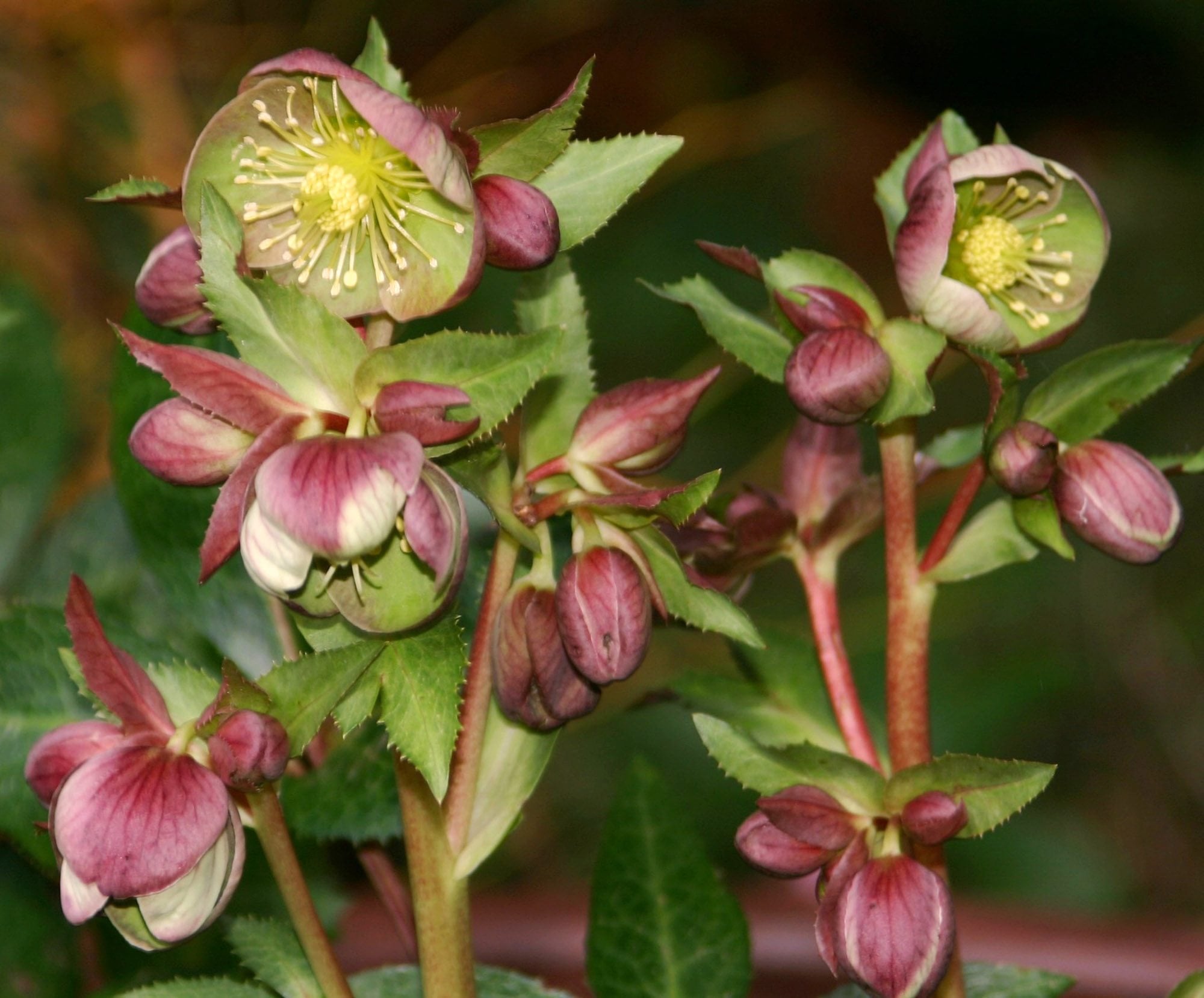&quot;Hot Flash&quot; brings a month of nonstop blooming hellebores to a spectacular finale.