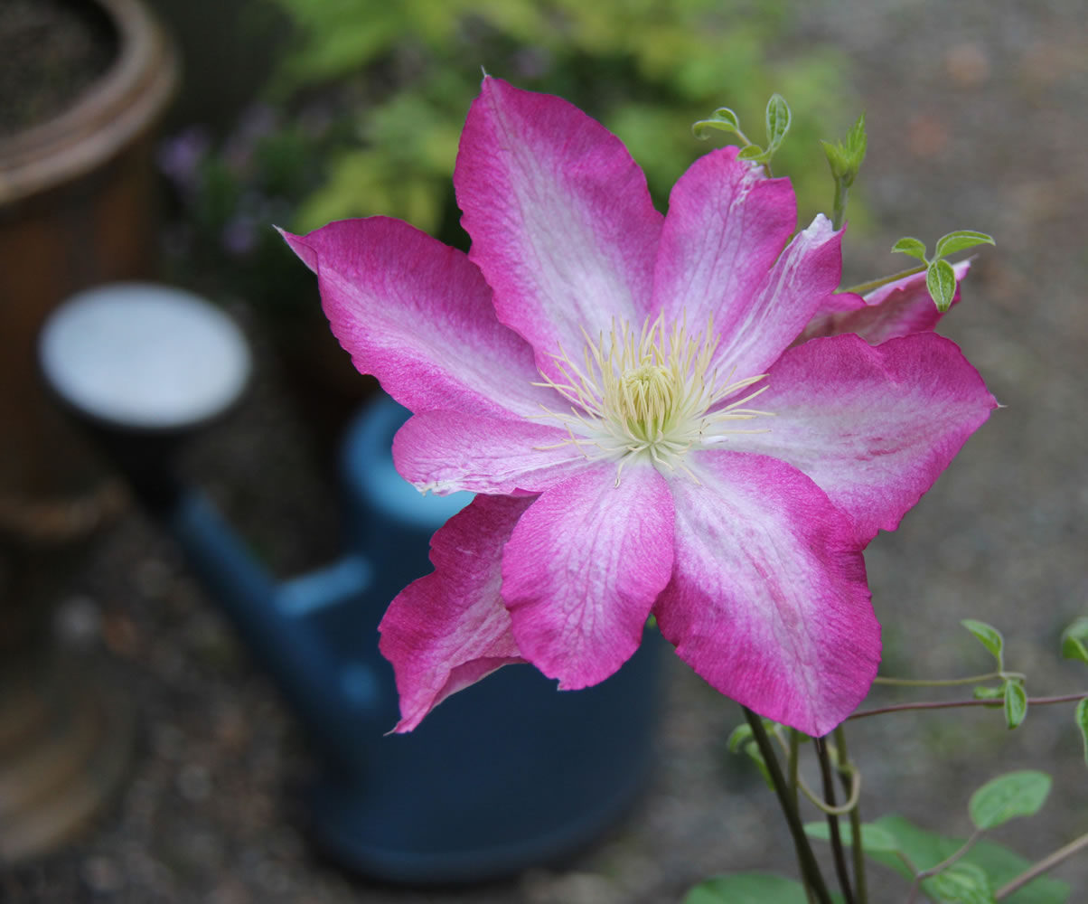 Once planted, the dramatic flowers of the perennial clematis asao will return to the garden year after year.