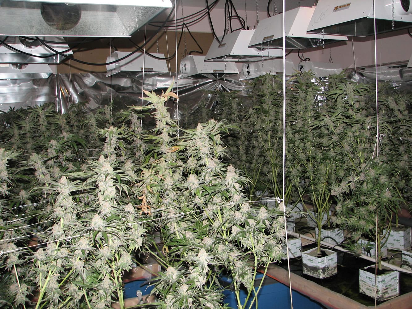 Deputies in Skamania County seized marijuana plants and growing equipment from a residence in which seven rooms were filled with plants.