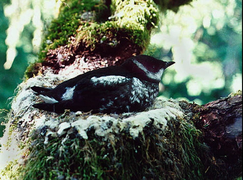 Marbled murrelets are a threatened species.