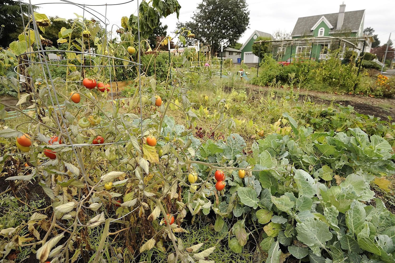 Ripening tomatoes hang from vines at a community garden at the intersection of East Eighth and T streets in Vancouver.