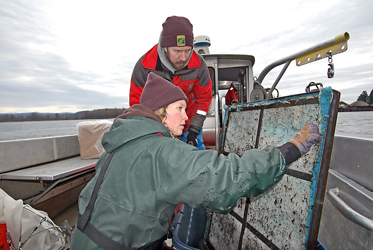 Researchers Jen Blaine and Adam Storch examine a mat used to collect smelt eggs in the Columbia River near the mouth of the Sandy River.