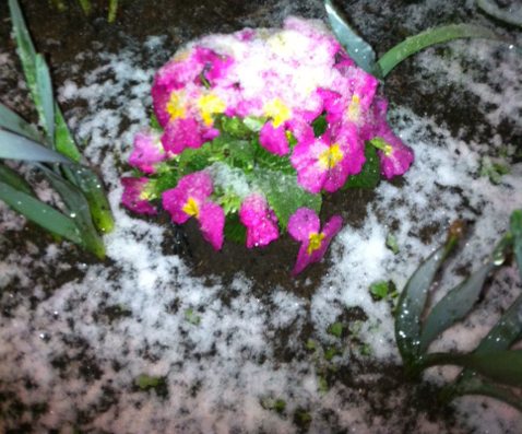 Snow covers flowers near The Columbian's parking lot in downtown Vancouver shortly after 10:30 p.m. Wednesday.