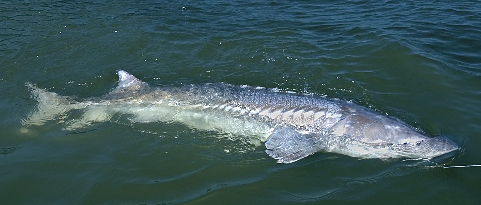Sturgeon anglers will get reduced catches in 2012.