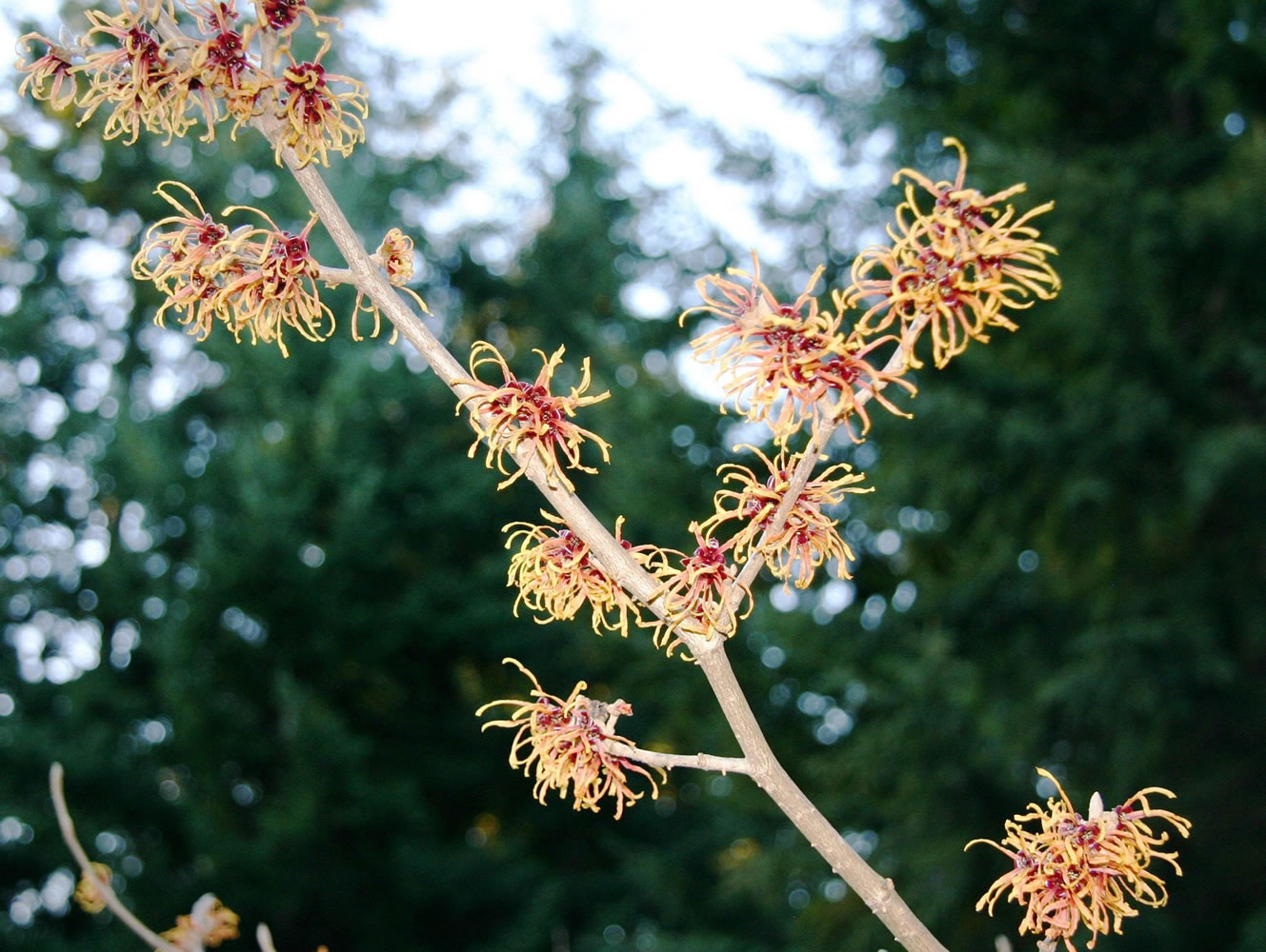 While most other plants are sleeping, Witch Hazel comes alive with bright, fragrant winter blooms.
