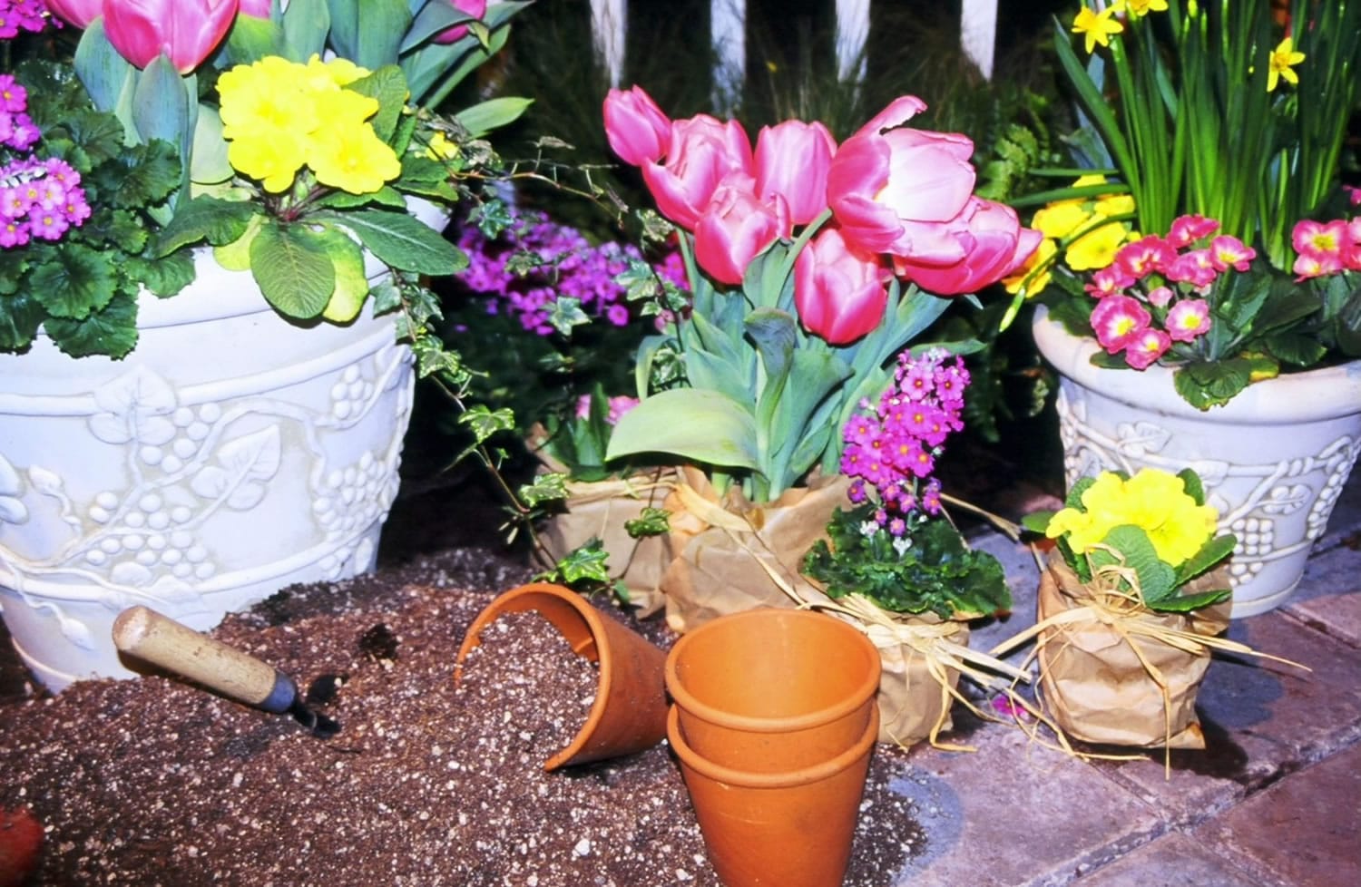 Spring home and garden events are the perfect venue for plant shopping and planting ideas.