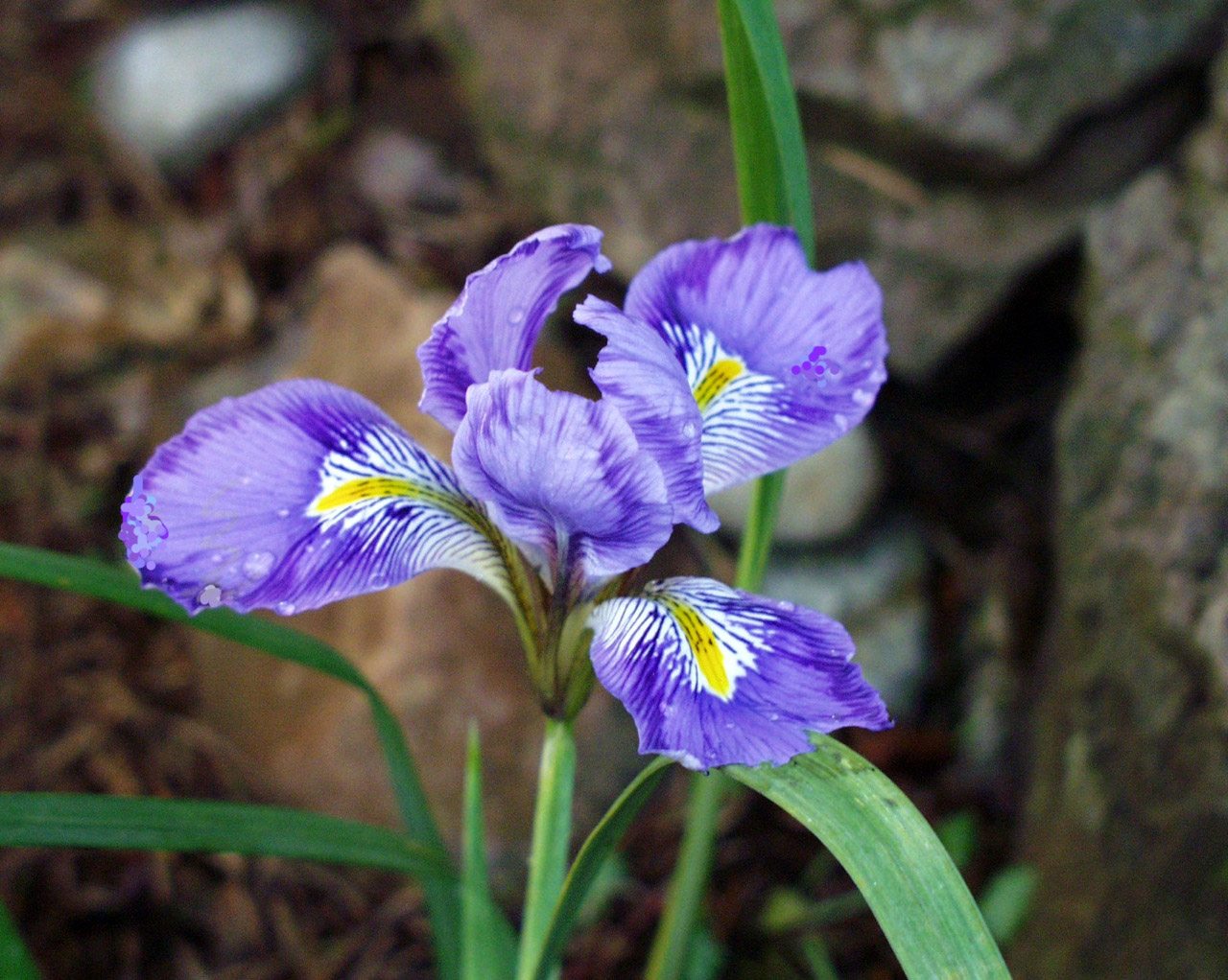 The water color texture of Iris unguicularis is a cheerful addition to the late winter/early spring garden and is the first to bloom year after year.