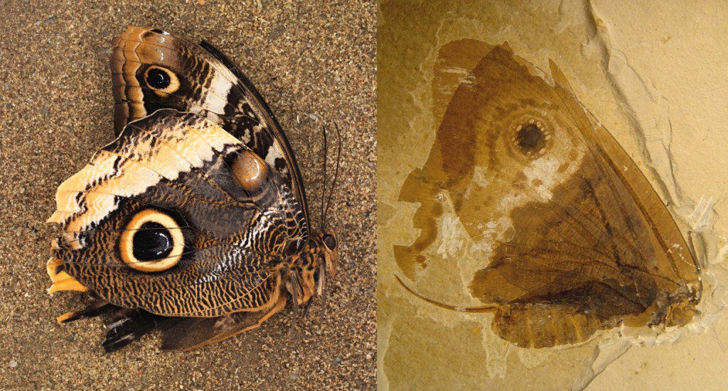 A photo of the modern owl butterfly, Caligo Memnon, and a fossilized Kalligrammatid lacewing, Oregramma illecebrosa, shows some remarkable similarities.