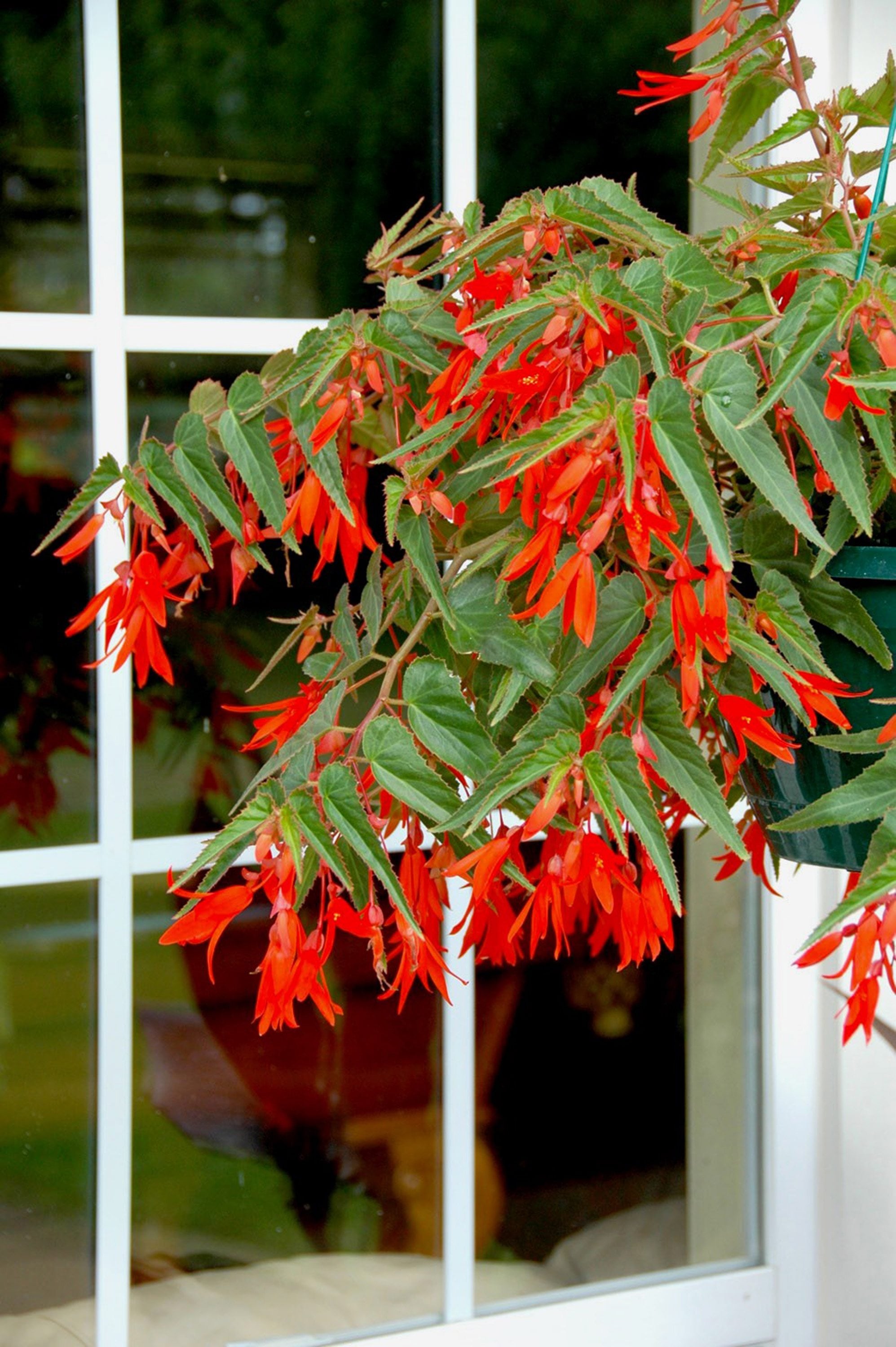 Bonfire begonia flowers hang downward out of baskets and will bring in hummingbirds to feed.