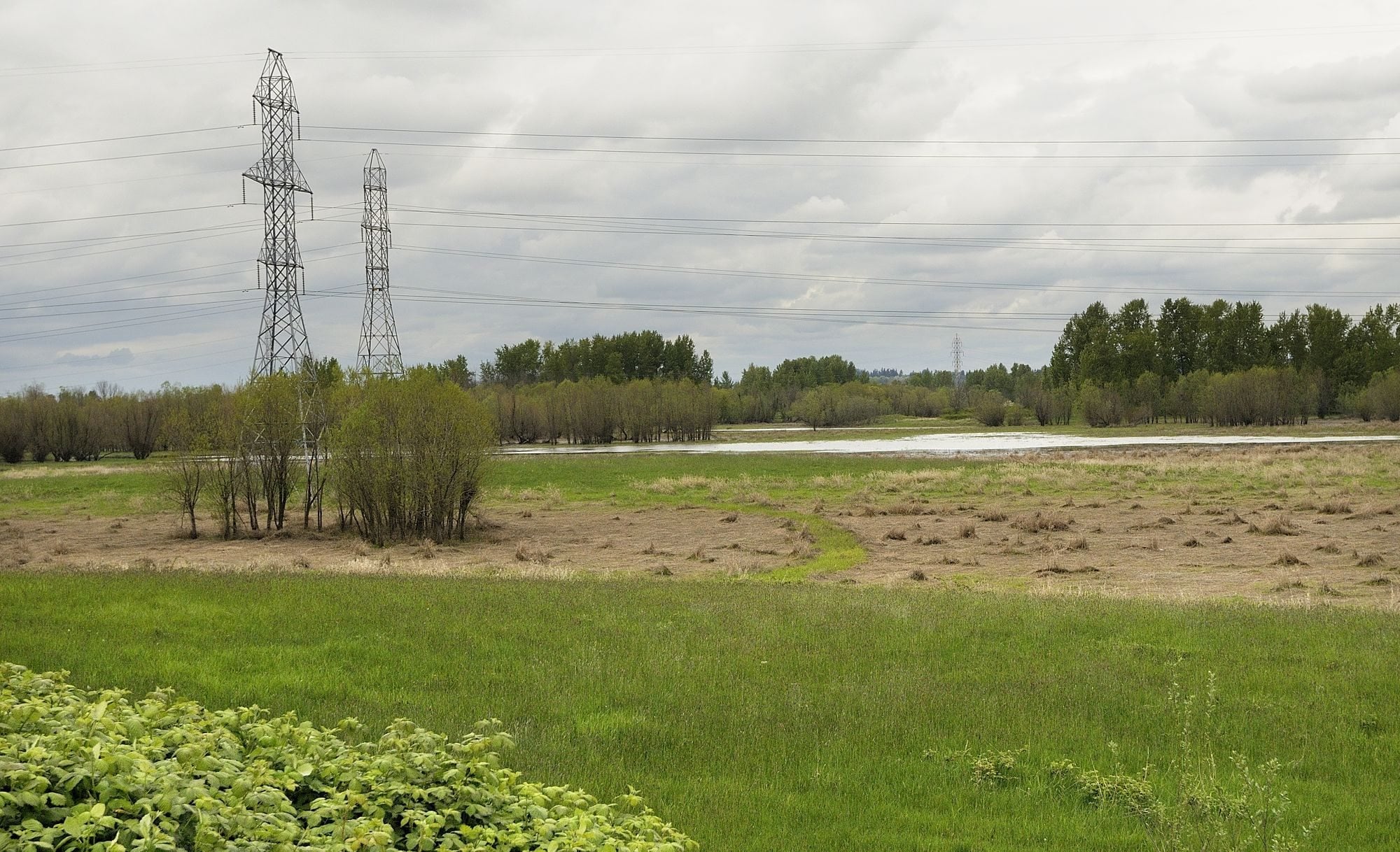A 154-acre site owned by the Port of Vancouver, part of the former Rufener Dairy, will become Clark County's first wetland mitigation bank, where government agencies and private companies will be able to purchase &quot;credits' to offset destruction of wetlands near the Columbia River.