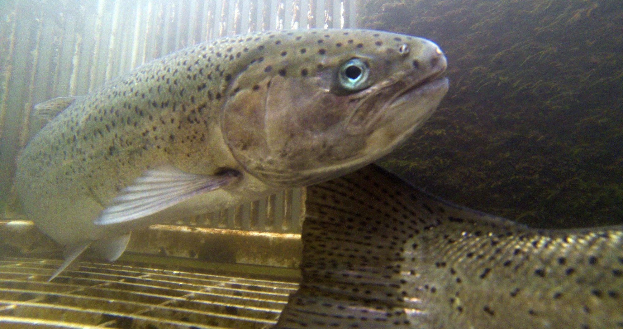 Summer steelhead from Skamania Hatchery on the North Fork of the Washougal River would continue to be released in five locations.