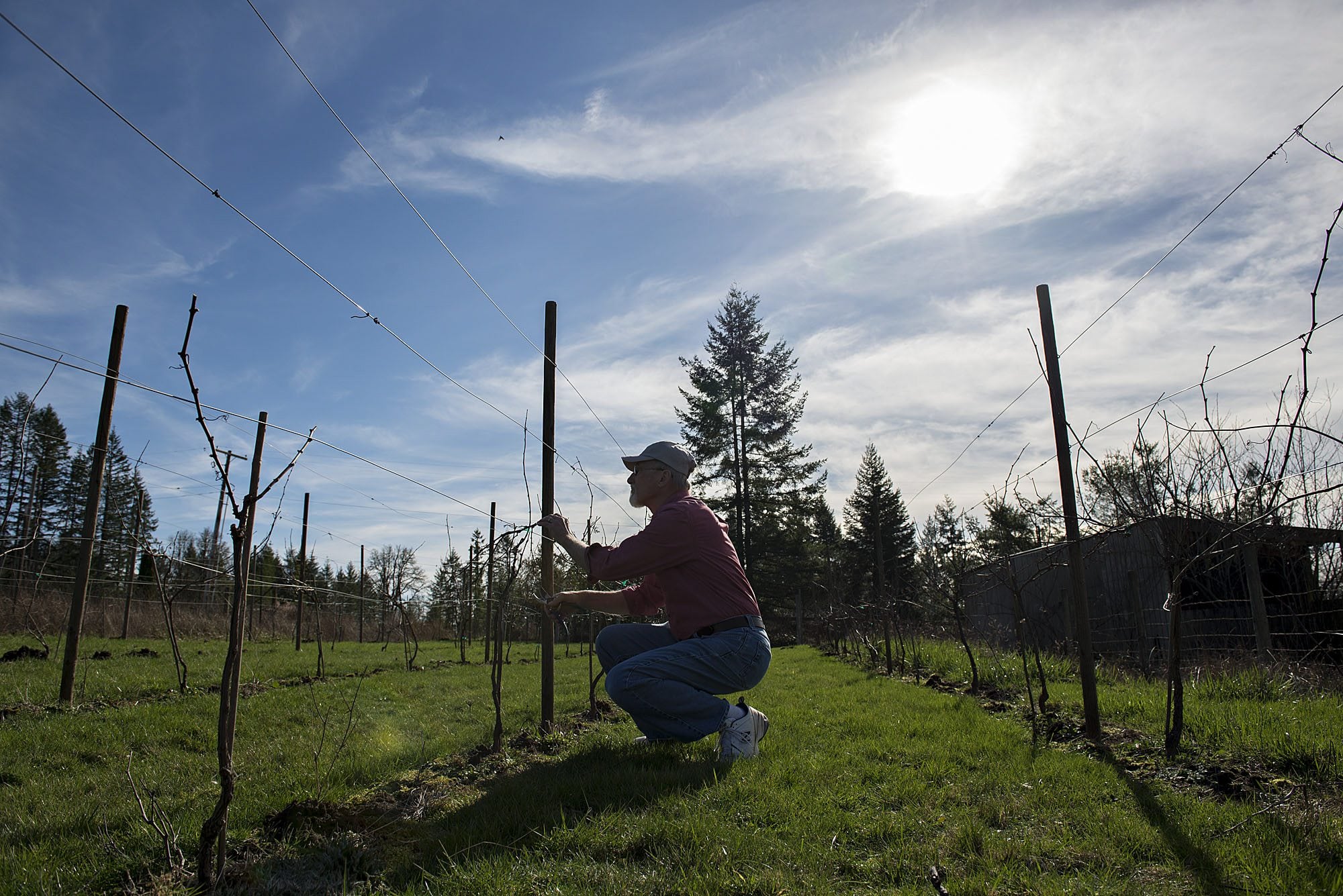 Roger Rezabek, president of the Southwest Washington Winery Association, prunes pinot noir grapes at his winery in Battle Ground. Rezabek Vineyards is one of ten charter member of the newly formed winery association.