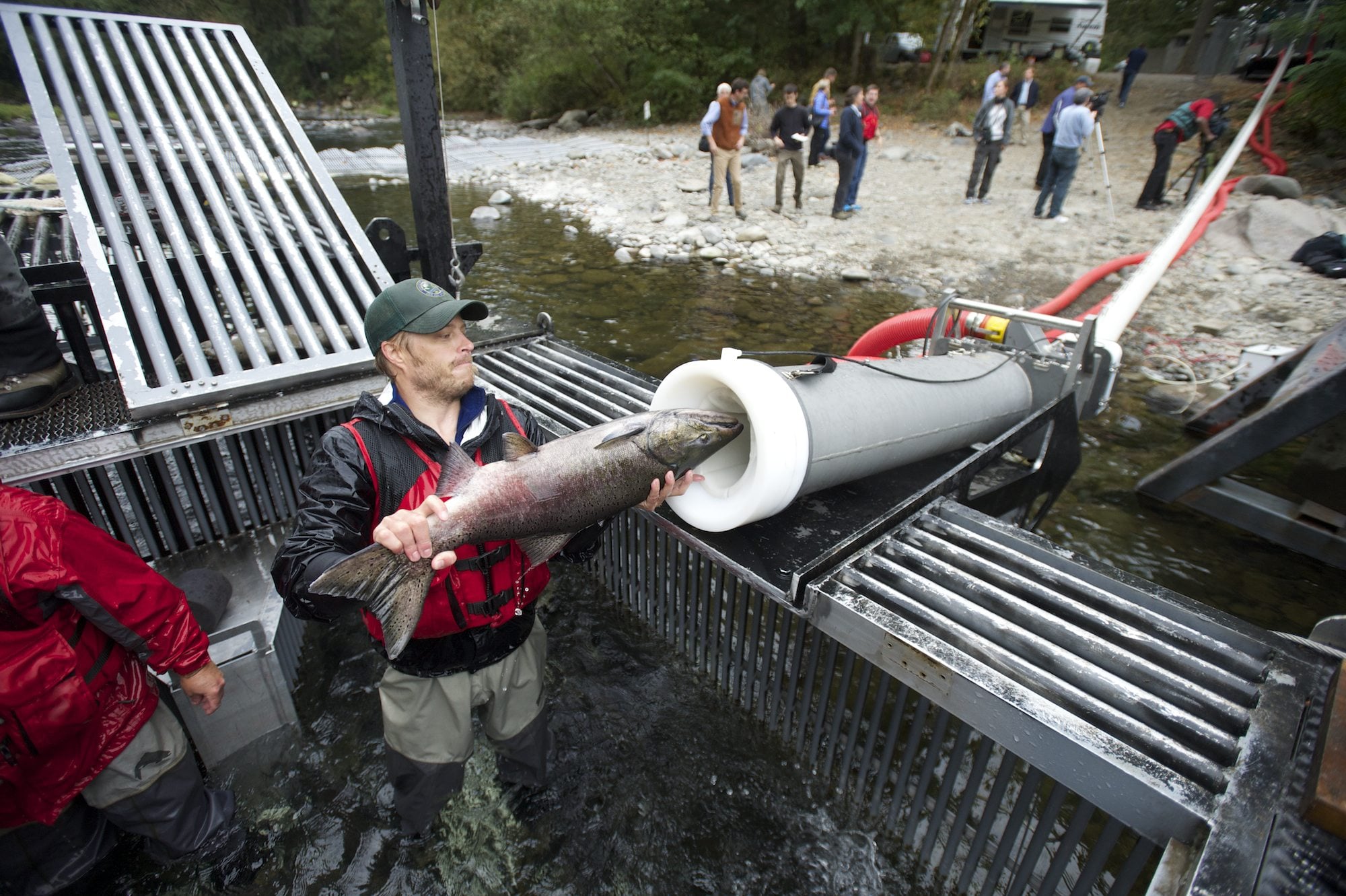 The Washington Department of Fish &amp; Wildlife recently started using a vacuum-powered transport system designed by Whooshh to move Tule Chinook salmon to a waiting truck and then to a hatchery on the upper Washougal River, Tuesday, September 23, 2014.(Steven Lane/The Columbian) (Columbian files)