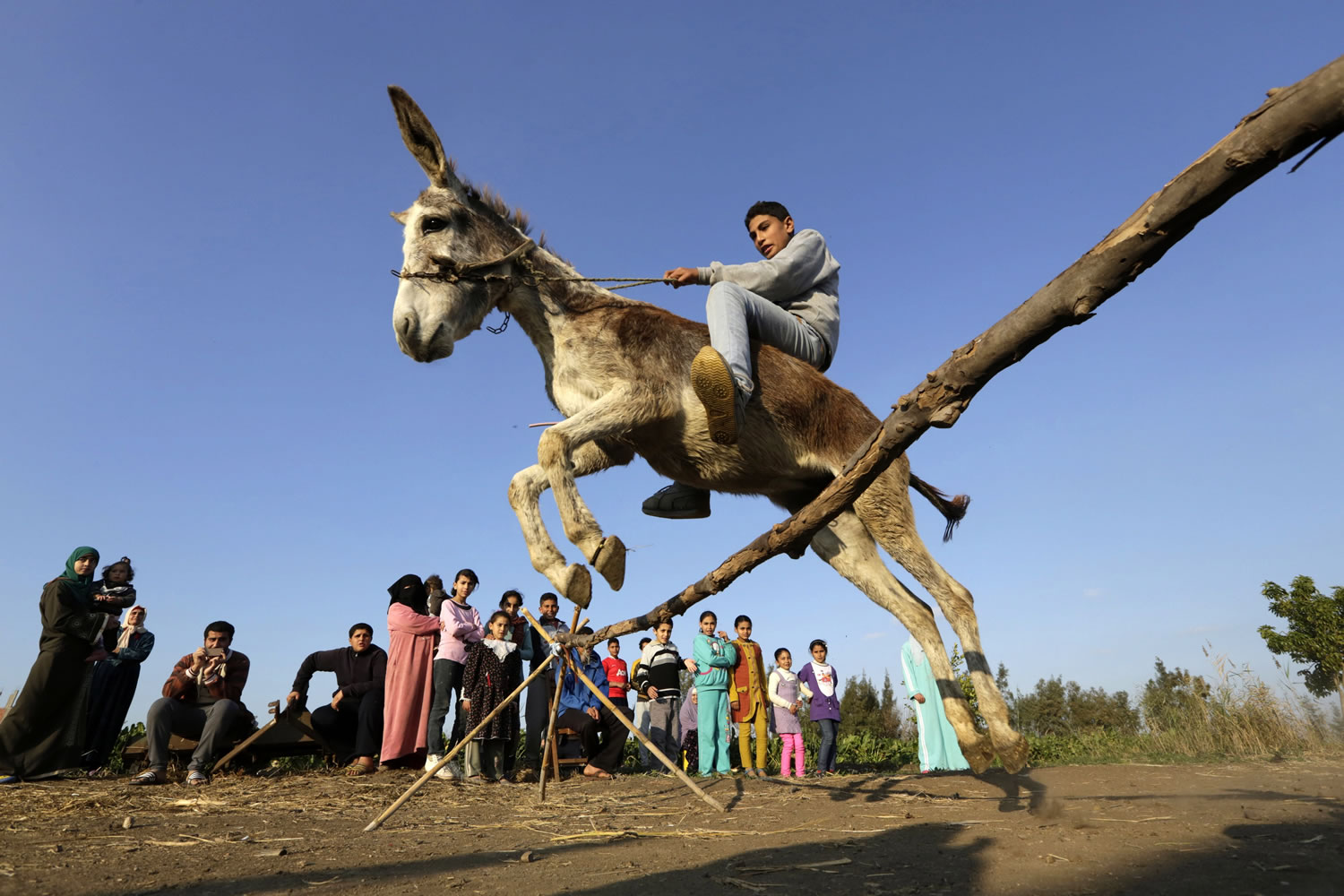 Egyptian farmer Ahmed Ayman, 14, jumps his trained donkey over a barrier Feb. 5 in Al-Arid, Egypt.