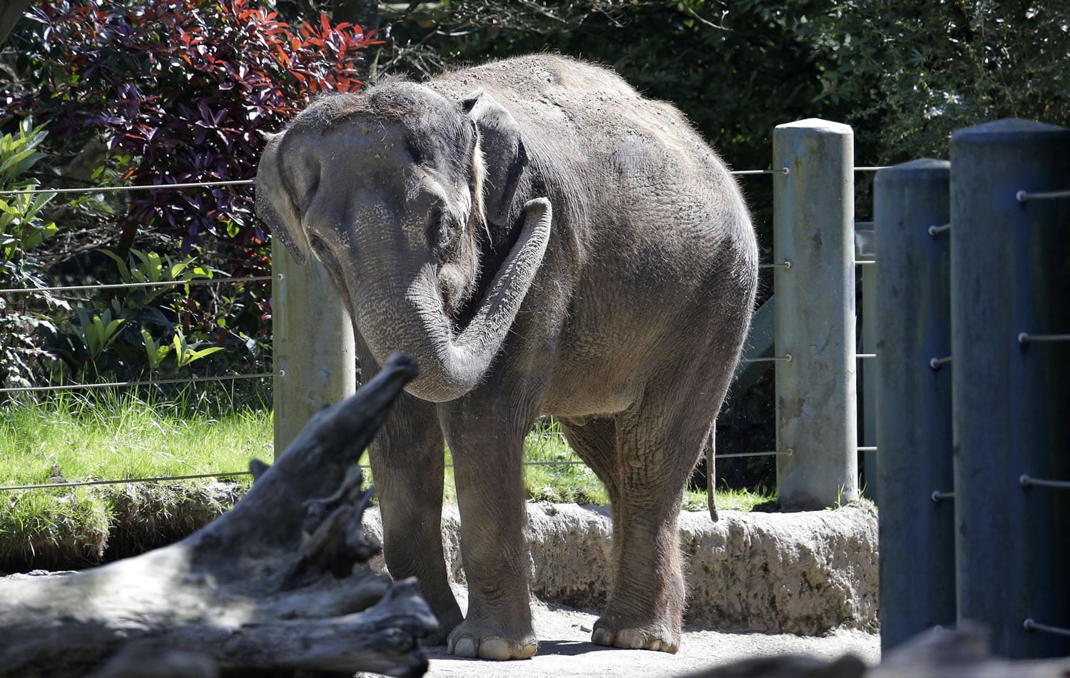 Chai, an Asian elephant, stands in her enclosure at the Woodland Park Zoo in April in Seattle. Chai, one of the two elephants that were at the center of a controversial move from Seattle's Woodland Park Zoo to Oklahoma City last year, has died. The Oklahoma City Zoo announced Saturday that Chai was found dead in the elephant yard.