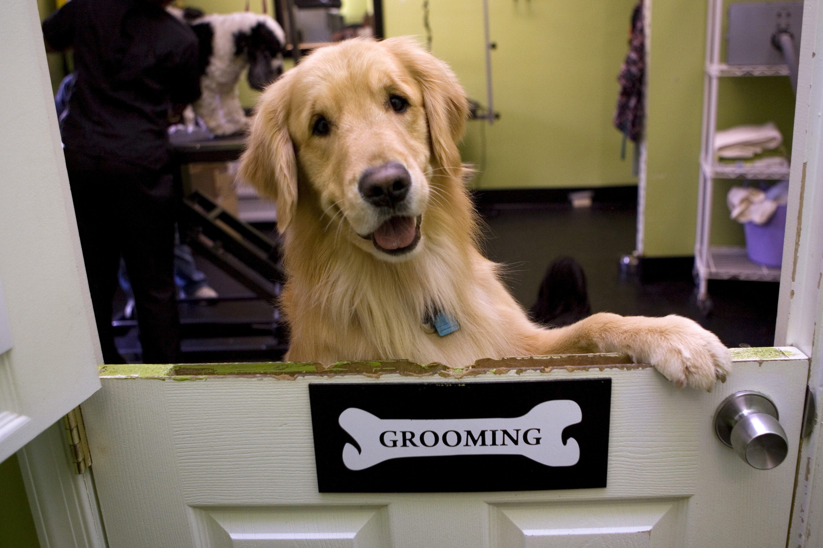 A golden retriever looks over the half door entrance of the grooming room at Happy Paws in Washington. Golden retrievers are the third most popular purebred dog according to the latest American Kennel Club rankings.