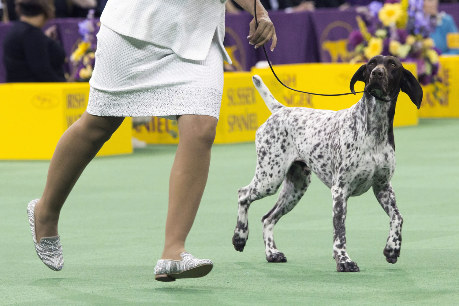 CJ, a German shorthaired pointer, is shown in the ring Tuesday during the sporting group competition at the 140th Westminster Kennel Club dog show at Madison Square Garden in New York. CJ won Best in Show.