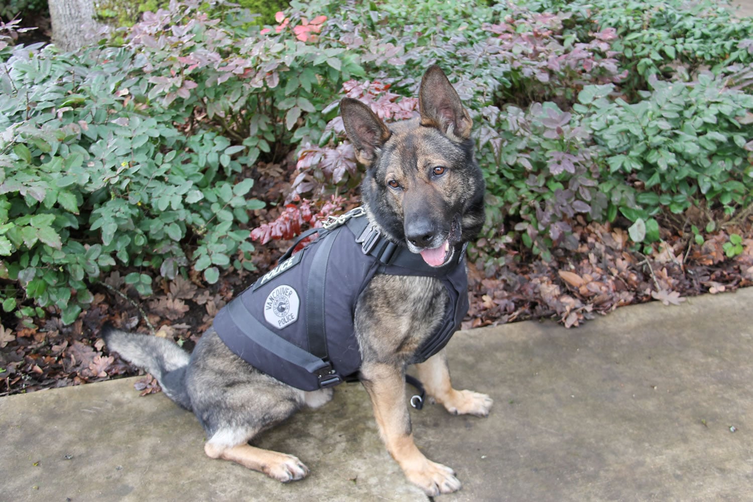 Vancouver Police K9 Enzo received a bullet and stab protective vest this week. The vest was a donation by a Georgia nonprofit Canine Wounded Heroes.