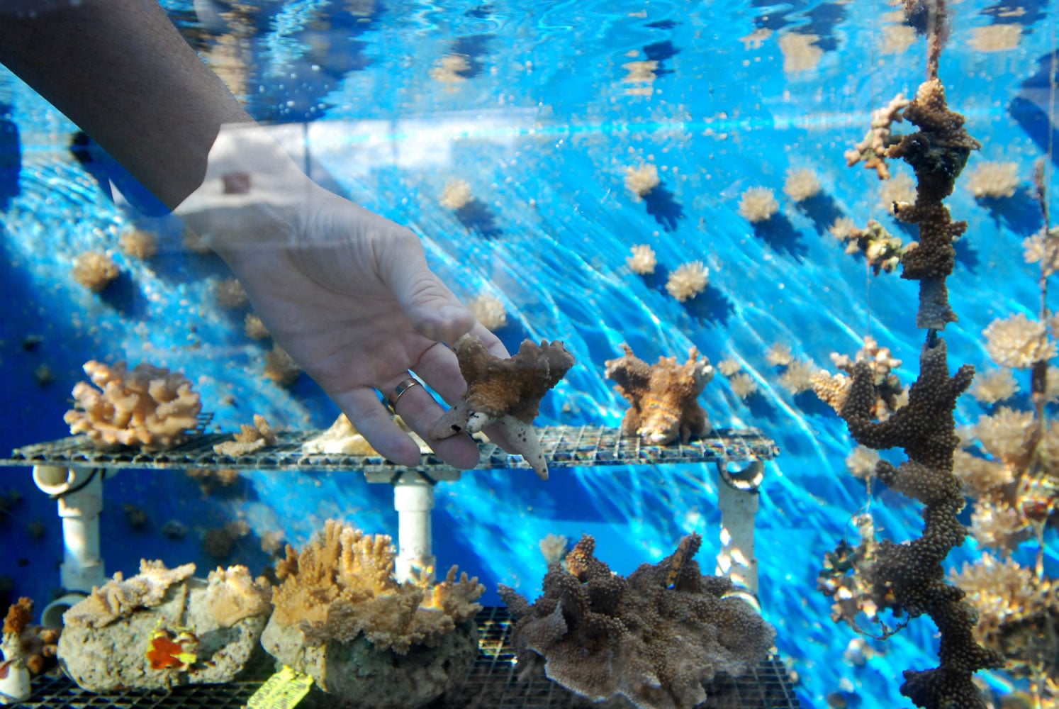 Zac Forsman, a coral recovery specialist with the state of Hawaii, holds a piece of coral he and a team of scientists have been growing at the Anuenue Fisheries Research Center&#039;s coral nursery Thursday in Honolulu.