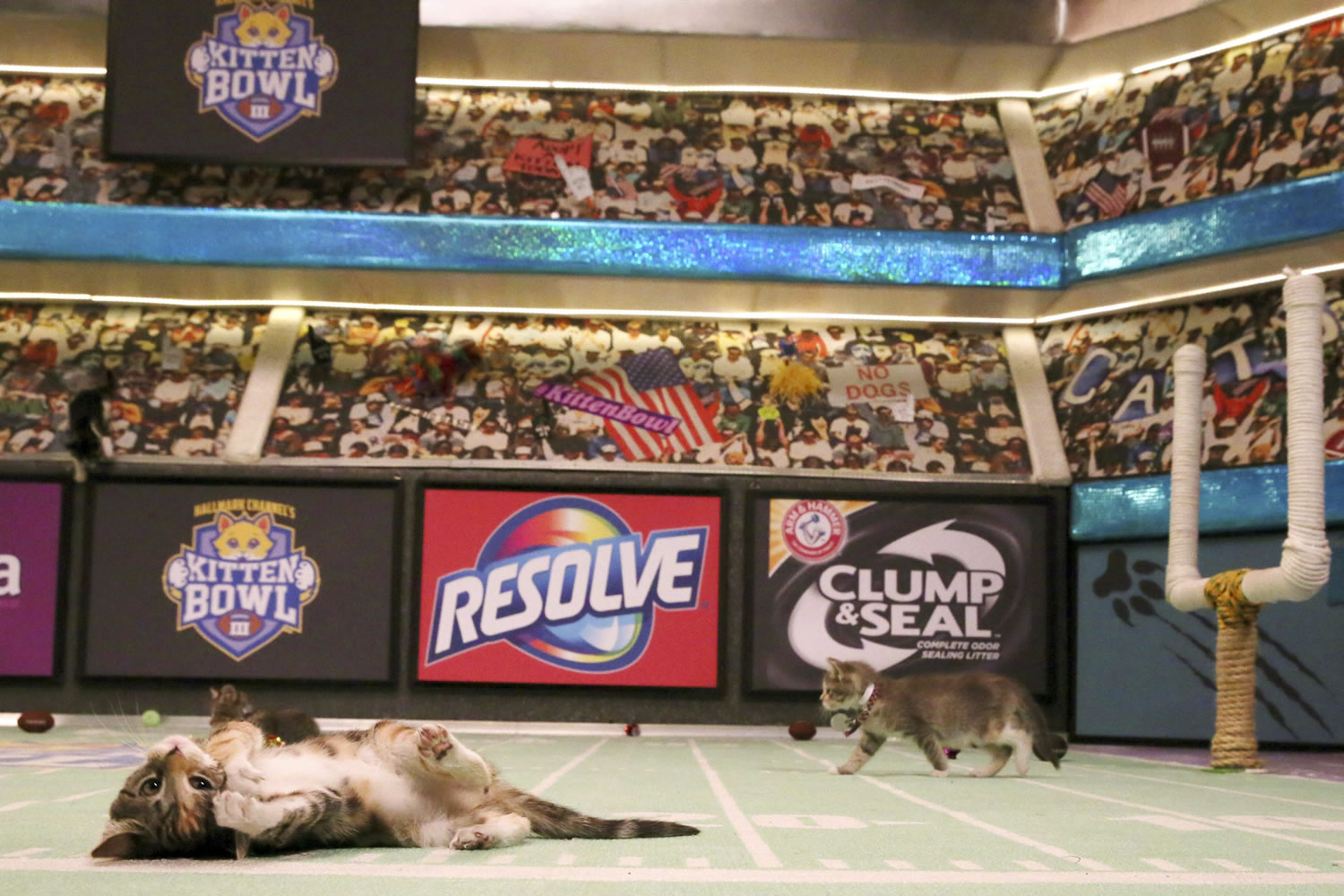 Kittens are photographed Oct. 21 on the set during a taping of Kitten Bowl III in New York. The Hallmark Channel taped Kitten Bowl III months ahead of Super Bowl Sunday, taking place on Feb. 7.