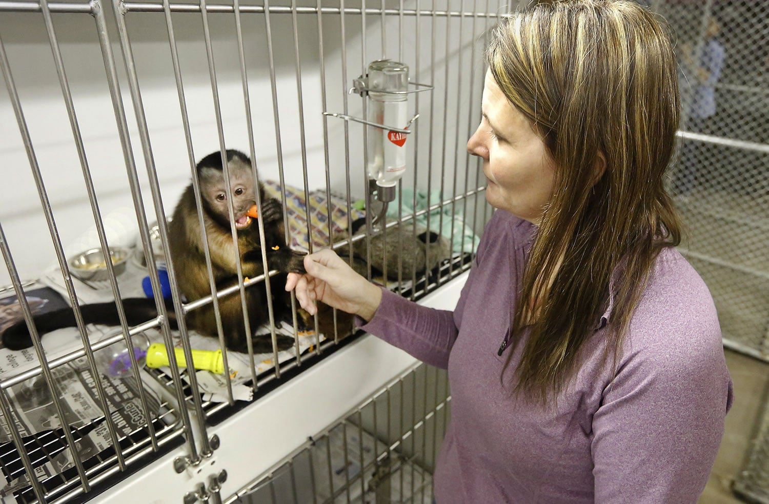Angela Zilar, director of Tri-Cities Animal Shelter &amp; Control Services in Pasco, holds fingers with one of two capuchin monkeys that were seized Feb. 14 from a house in Pasco.