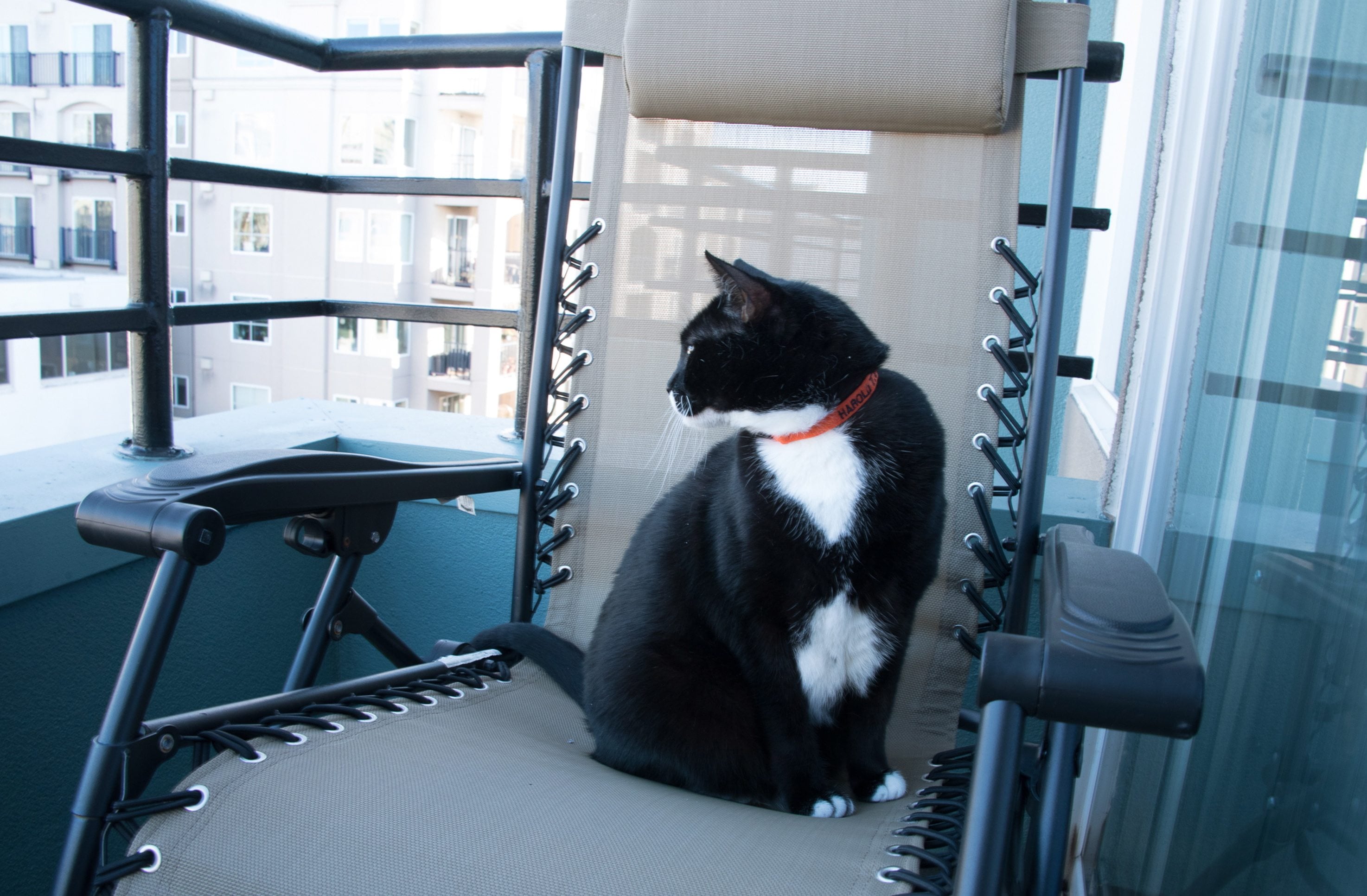 Matt Hucke&#039;s cat, Harold, wears an orange Kitty Convict Project collar in Seattle. Hucke got collars for both his cats after he moved to an apartment with a balcony. The project&#039;s aim is to increase the percentage of lost housecats that are reunited with owners.