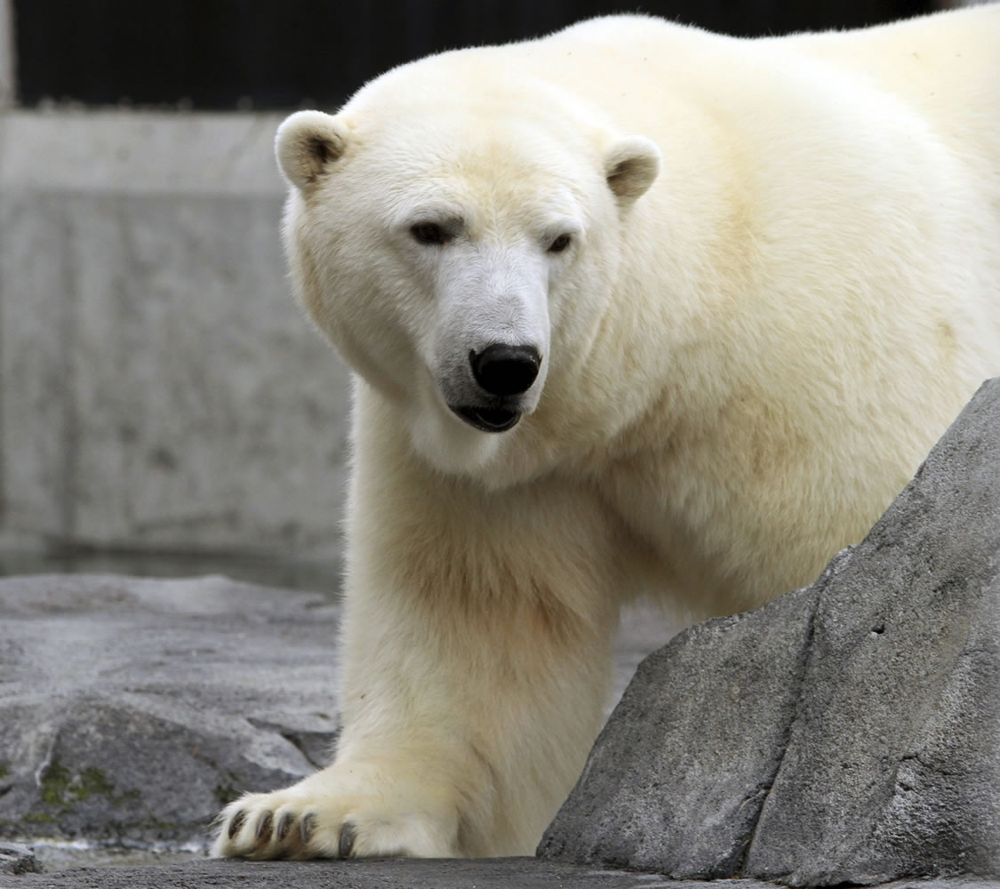 Ahpun strolls around her cage Sept. 5, 2012, at the Alaska Zoo in Anchorage, Alaska. A federal appeals court says the U.S. Fish and Wildlife Service followed the law when it designated more than 187,000 square miles as critical habitat for threatened polar bears.