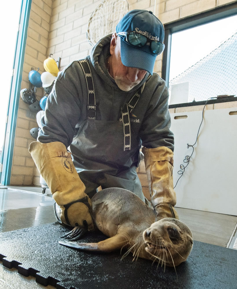 Kevin Robinson of SeaWorld?s Rescue Team cares for an 8-month-old female sea lion pup at the animal theme park in San Diego, after it was found in a booth at the Marine Room, an upscale restaurant in the La Jolla neighborhood of San Diego on Thursday.