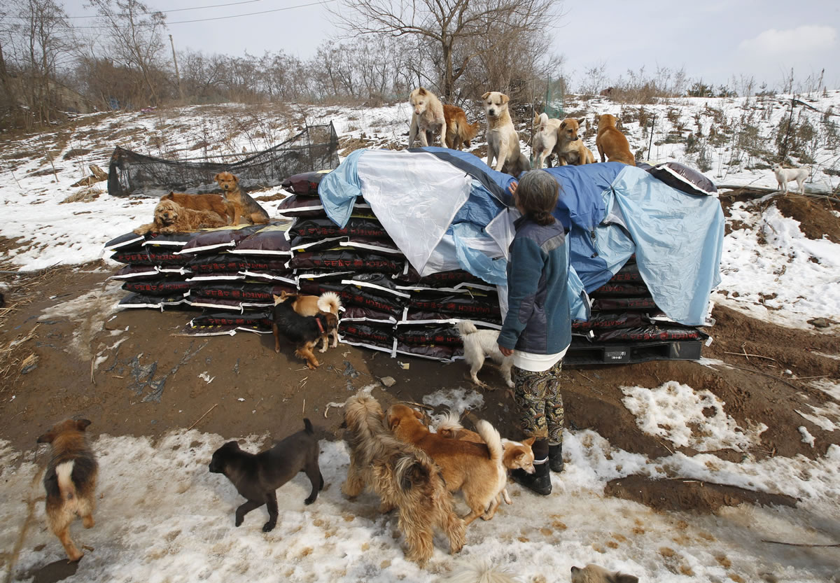 In this Wednesday, Jan. 27, 2016 photo, Jung Myoung Sook, 61, who rescued and sheltered dogs for 26 years, takes care of dogs at a shelter in Asan, South Korea. In the country, where dogs are considered a traditional delicacy and have only recently become popular as pets, Jung?s love for her canine friends is viewed by some as odd. But others see her as a champion of animal rights.