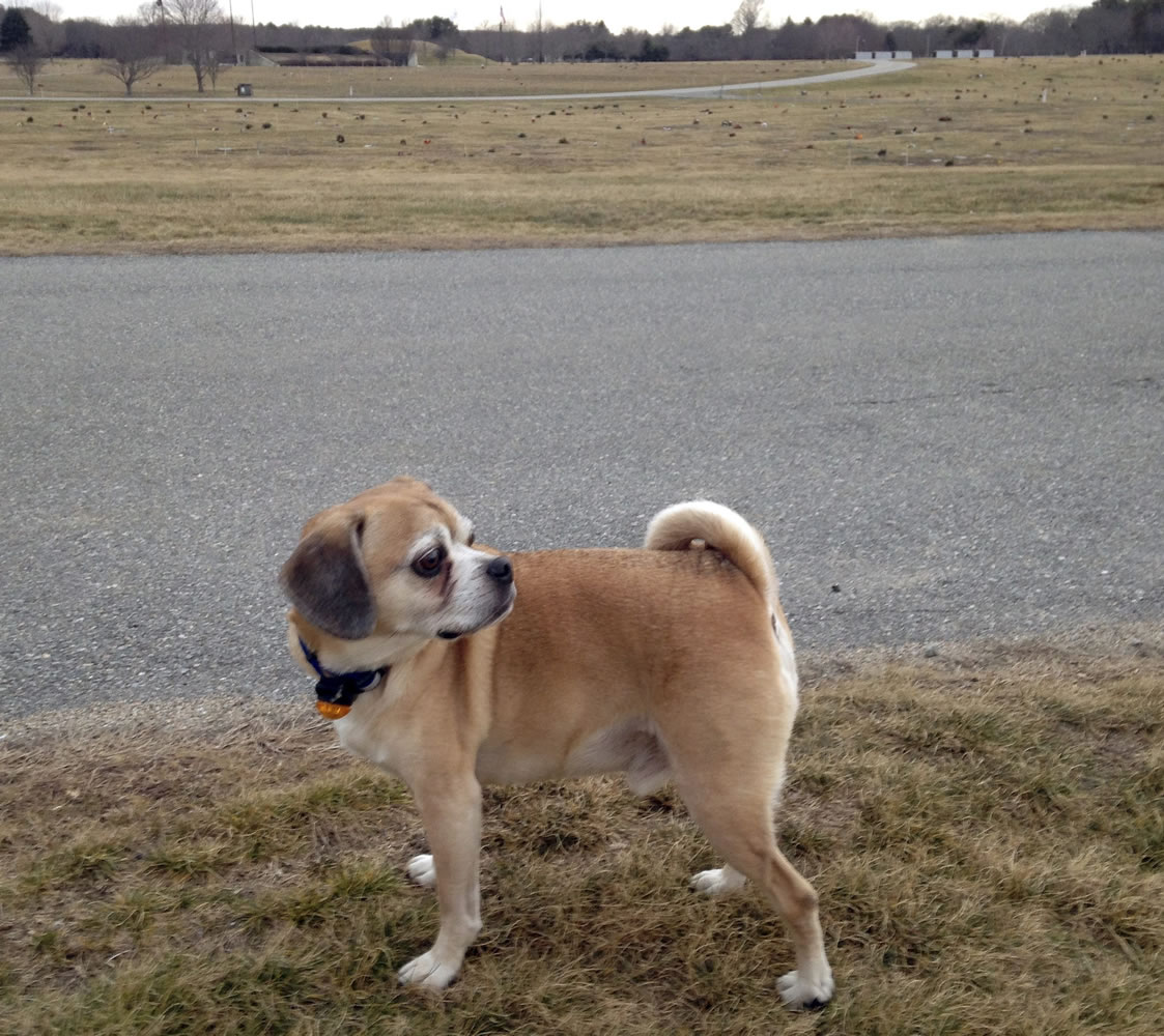 A Puggle named Artie stands on the grounds of the Rhode Island Veterans Memorial Cemetery in Exeter, R.I. The state received six complaints in the past year from visitors to the cemetery who were upset that dog owners walk dogs on the property.