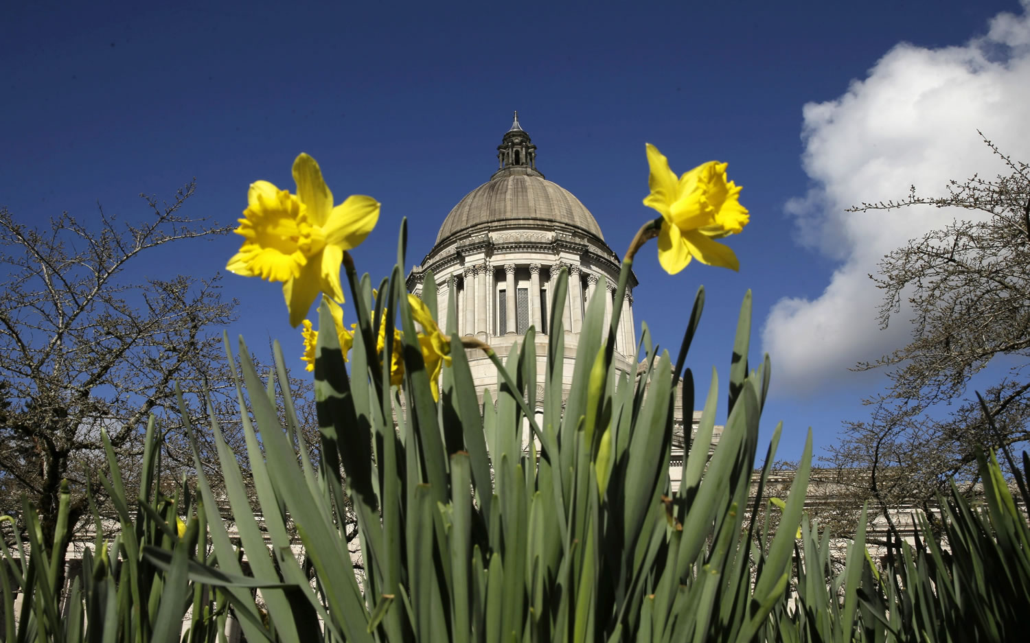 Daffodils bloom with the Capitol in the background in Olympia, Wash., Monday, Feb. 22, 2016. (AP Photo/Ted S.