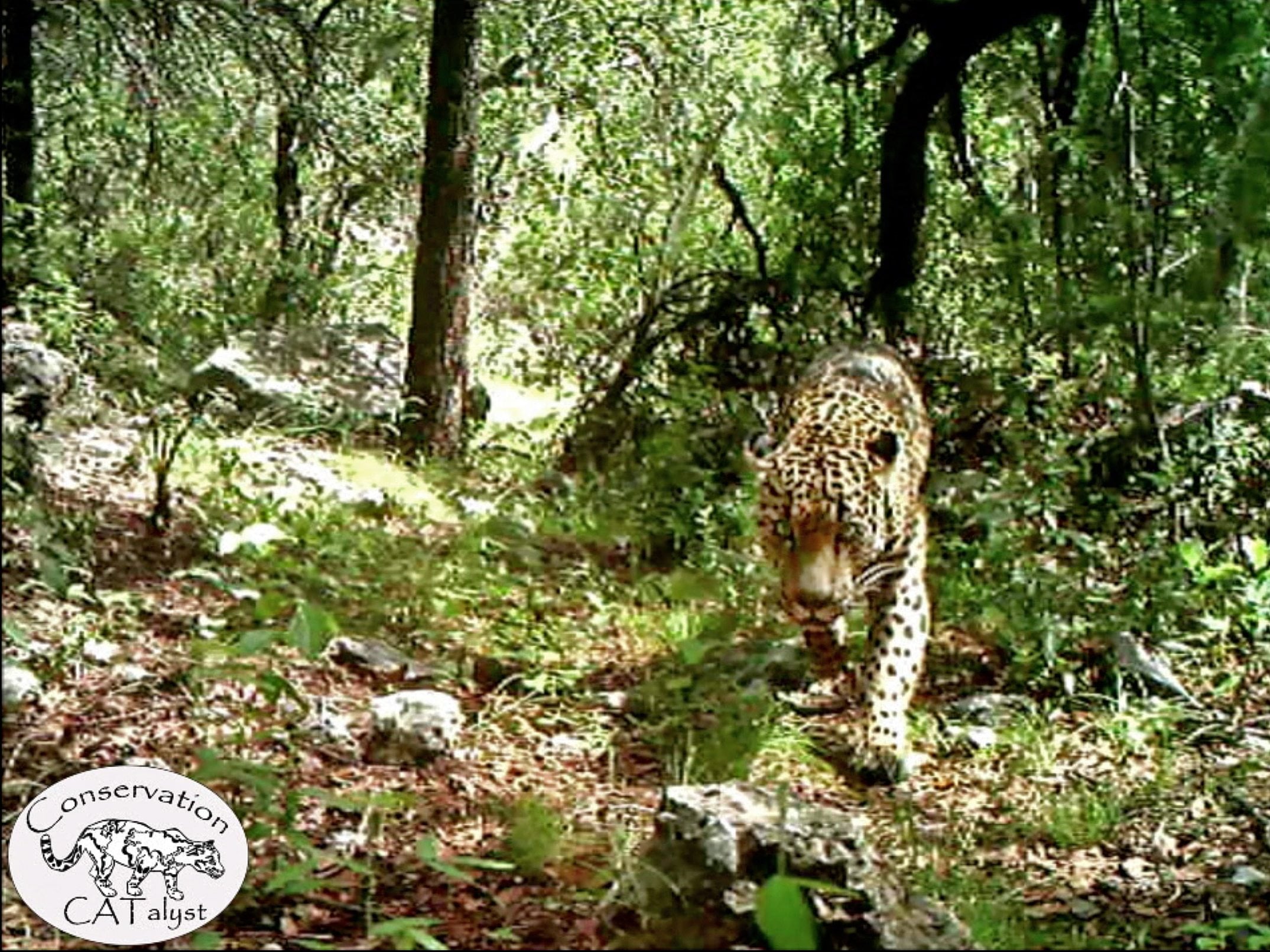 An undated still frame taken from the first publicly released video of El Jefe, the only known wild jaguar in the U.S. He has been living in the Santa Rita Mountains 25 miles south of downtown Tucson for over three years.
