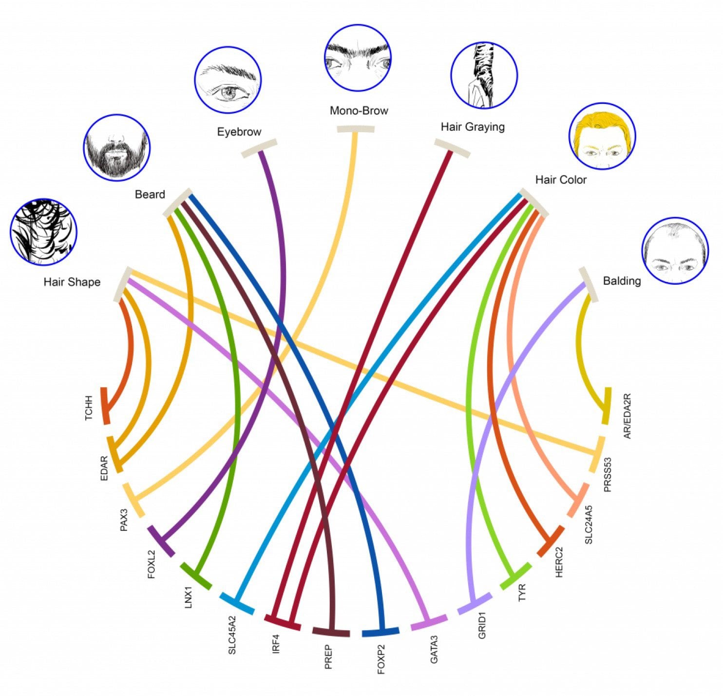 Lines connect hair types with the genetic regions associated with each trait.