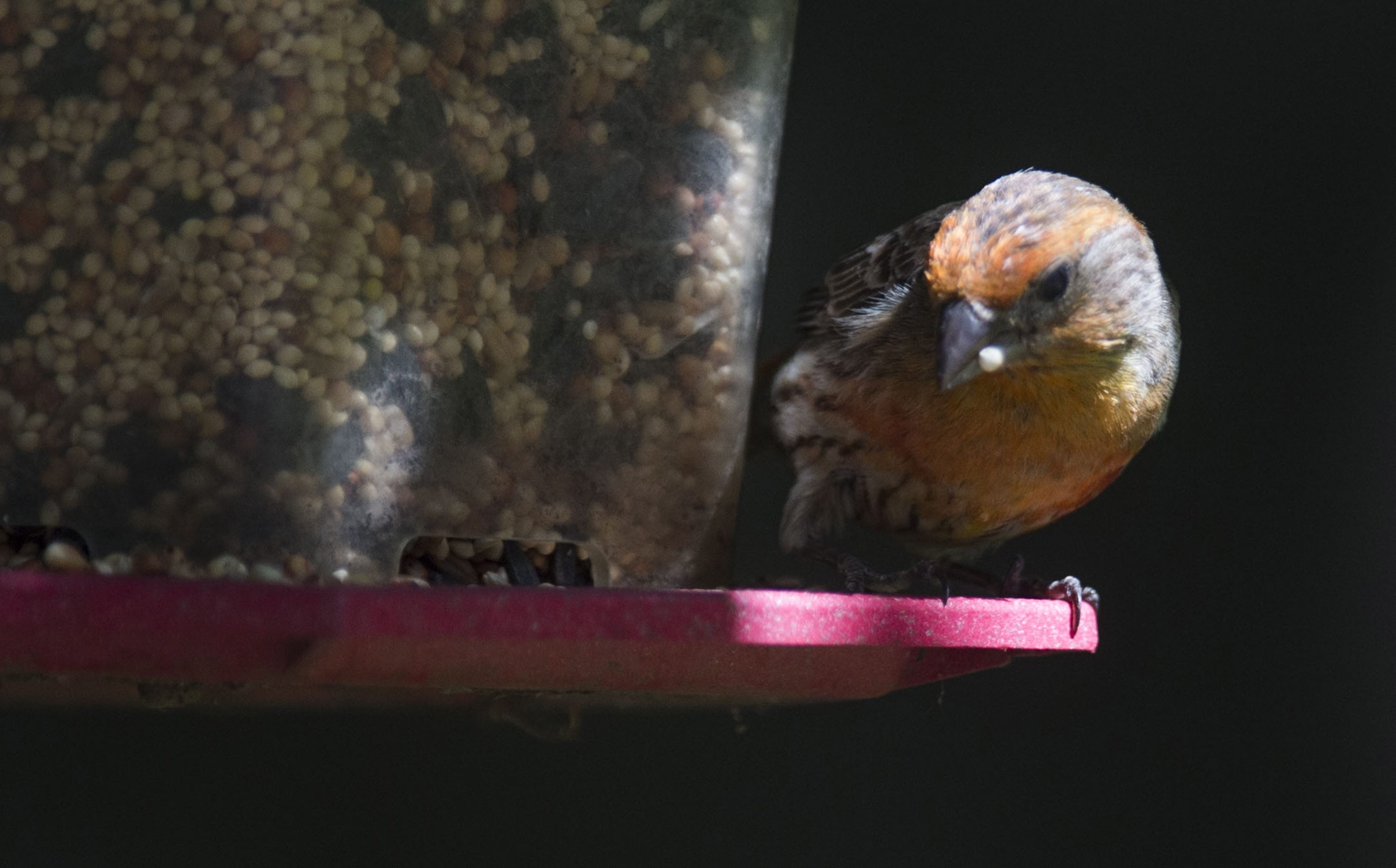 The National Audubon Society is among the groups that say feeders can be good for birds, as long as one follows guidelines for proper feed and sanitation.