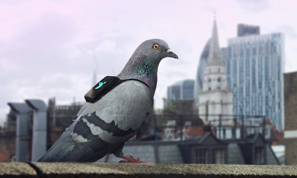 Pigeons wearing tiny backpacks are measuring air pollution in London, which is so bad that it is blamed for 9,500 premature deaths a year.