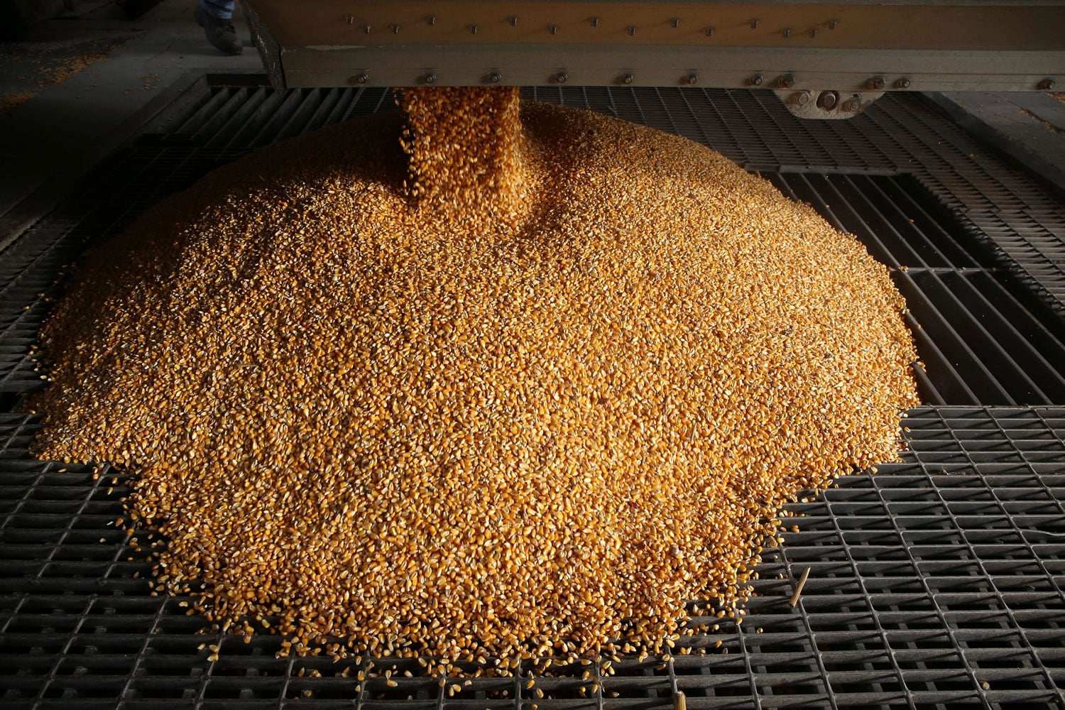 Non-GMO corn produced by farmer Matthew Starr is emptied into non-GMO butlers at a grain storage company on Wed., March 9, 2016 in Nauvoo, Ill.