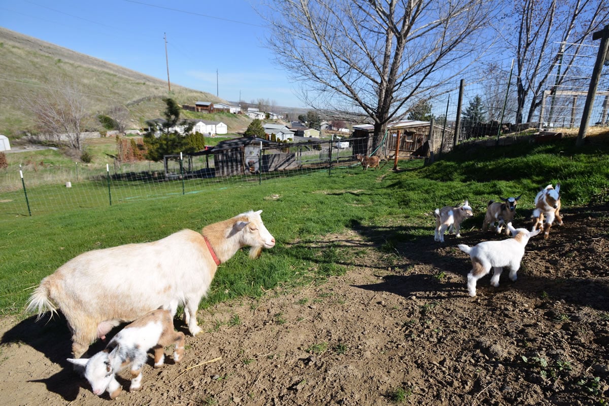 Five 1-week-old Nigerian dwarf goat kids run around in a small pasture with their mother Wednesday at the home of Richard and Jeannie Prowse near Pendleton, Ore. (Photos by E.J.