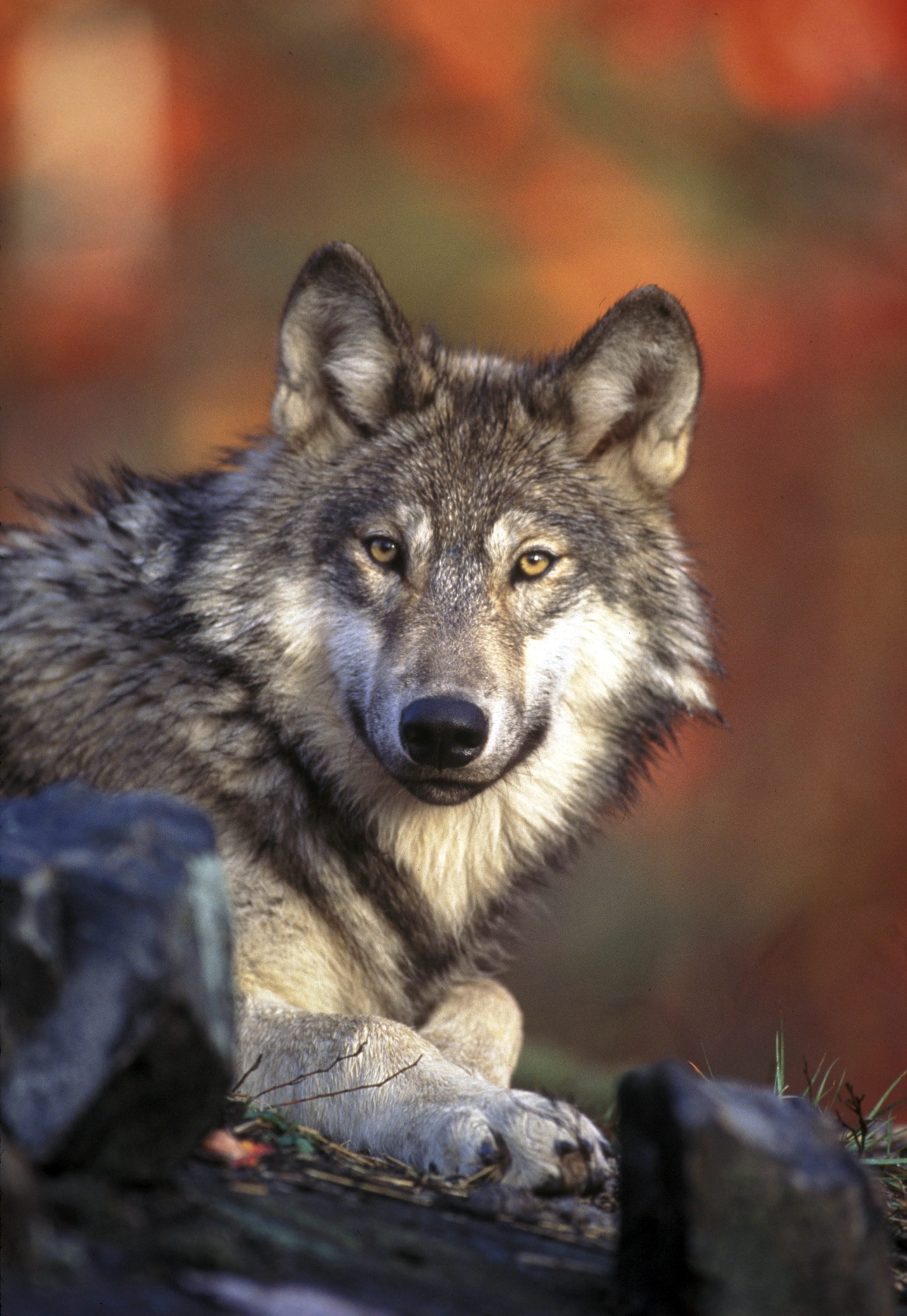 Four wolves that attacked livestock five times in March have been killed by the Oregon Department of Fish and Wildlife. (U.S.